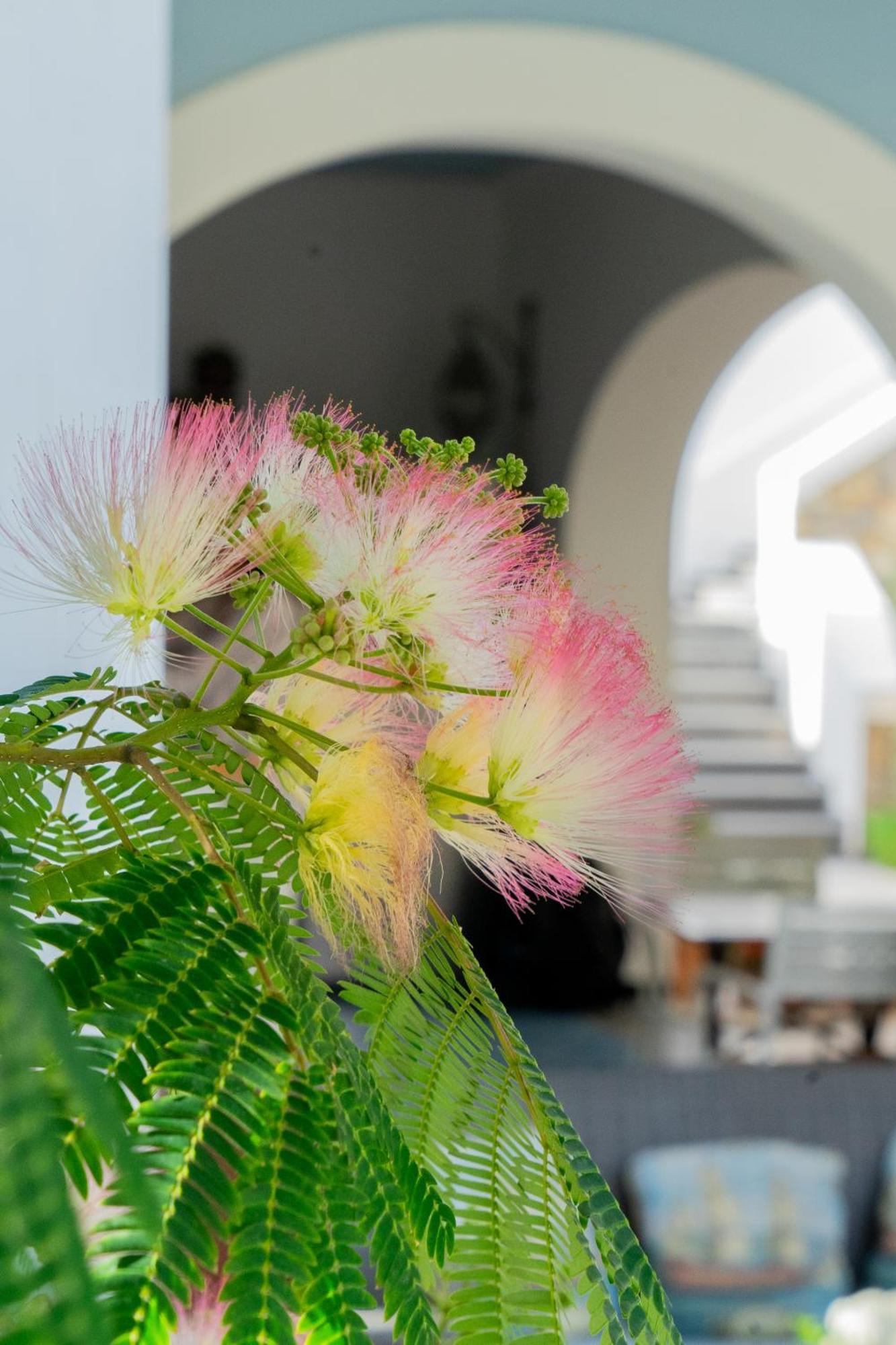 Villa Acacia Ponza Extérieur photo